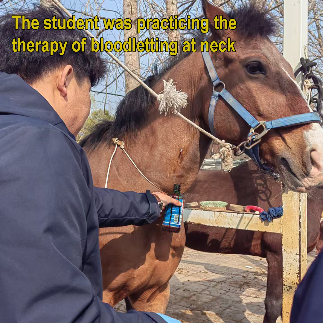 1培训-颈静脉放血疗法1.jpg